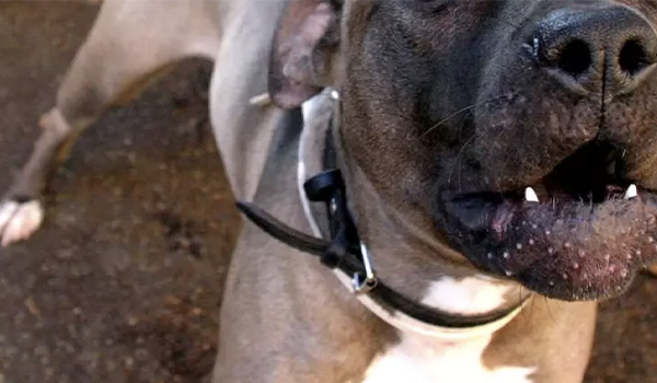 Aggressione domestica vicino Roma: uomo ferito dal pitbull, decisivo l’intervento della moglie