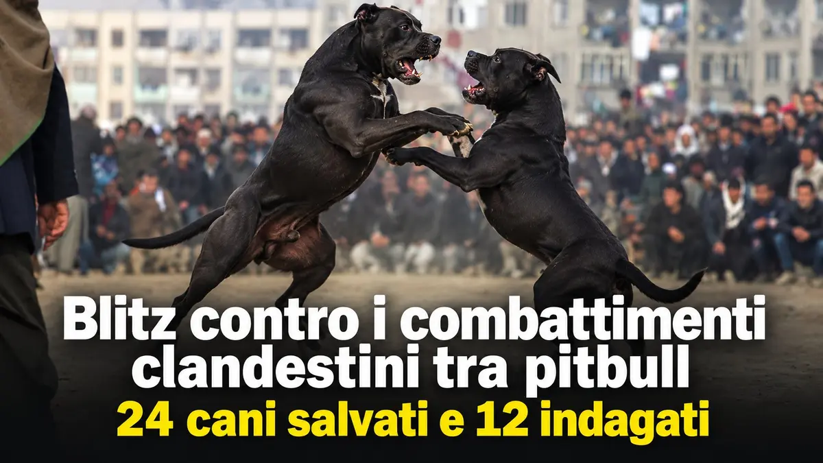 Blitz contro i combattimenti clandestini tra pitbull: 24 cani salvati e 12 indagati