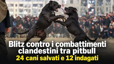 Blitz contro i combattimenti clandestini tra pitbull: 24 cani salvati e 12 indagati