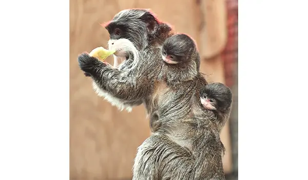 Al Bioparco di Roma sono nati due Tamarini Imperatore