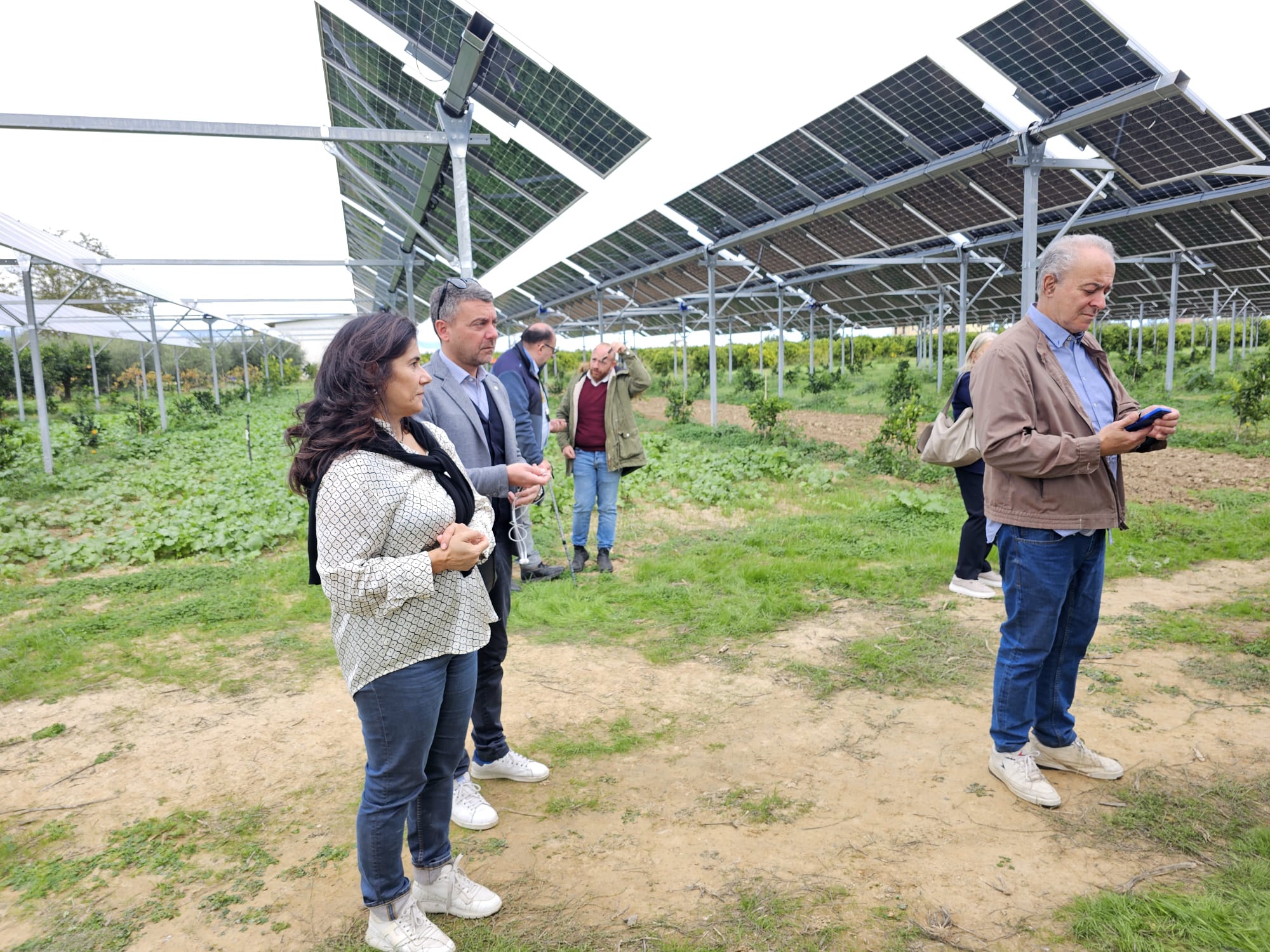 Energia, Conoscenza e Reddito: l'Agrivoltaico Innovativo dell'Azienda Martilotti, Hub Strategico per lo Sviluppo Rurale Calabrese