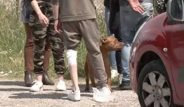 Tragedia ad Acerra: bimba di 9 mesi uccisa dal pitbull di famiglia