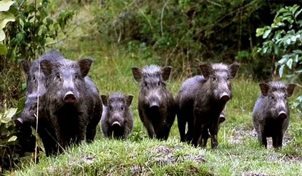 Chiusura temporanea del Parco della Biodiversità Mediterranea di Catanzaro