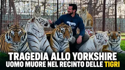 Tragedia allo Yorkshire Wildlife Park uomo muore dopo essere entrato nel recinto delle tigri