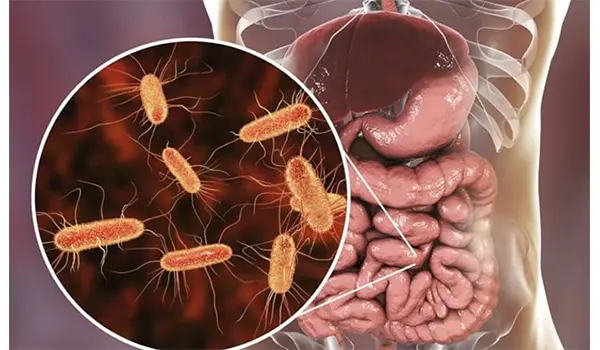 Norovirus, il virus intestinale tra i più contagiosi al mondo: sintomi, trasmissione e prevenzione