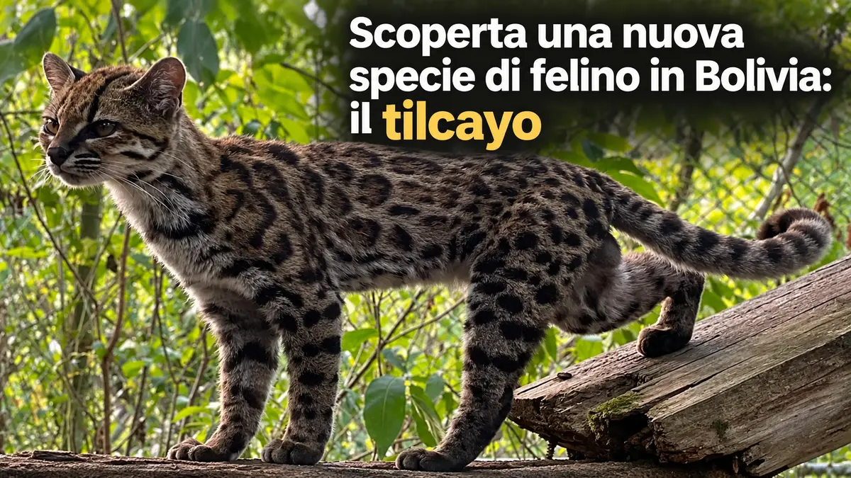 Scoperta una nuova specie di felino in Bolivia: il tilcayo