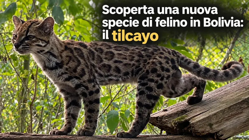 Scoperta una nuova specie di felino in Bolivia: il tilcayo
