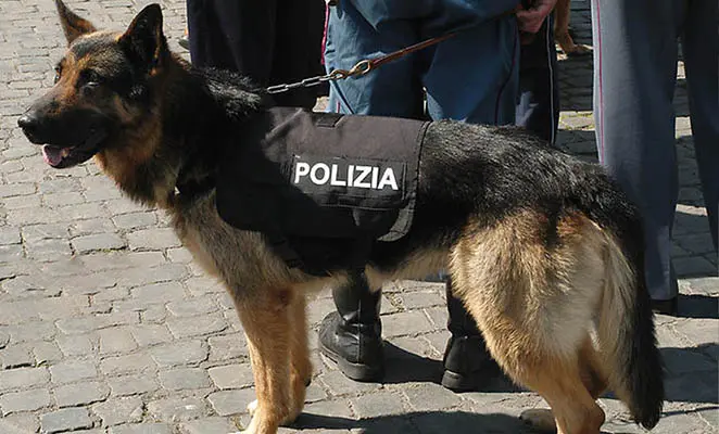 Cocaina purissima nel bagagliaio: arrestato a San Giuliano un uomo con droga dal valore di un milione di euro