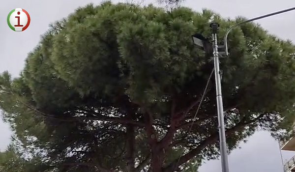 Rischio caduta alberi a Piano Casa: cresce la preoccupazione dei residenti di Catanzaro. Video