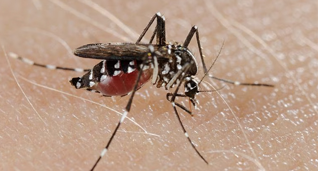 Virus. Rischio Chikungunya e Zika a Trento: scatta la disinfestazione dalle zanzare
