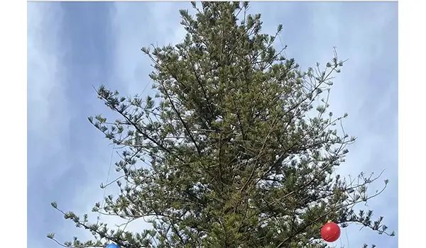 Vandalizzato l’Albero di Natale Storico di Vibo Marina: denuncia ai carabinieri