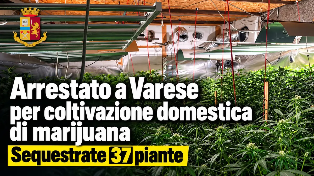 Arrestato a Varese per coltivazione domestica di marijuana: sequestrate 37 piante
