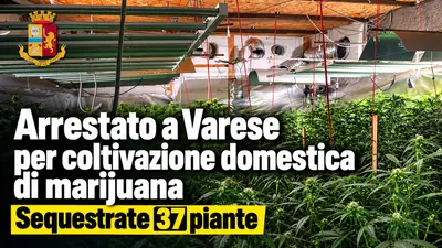 Arrestato a Varese per coltivazione domestica di marijuana: sequestrate 37 piante