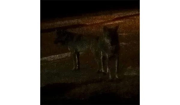 Branco di lupi avvistato alla Cittadella regionale di Catanzaro (Video)