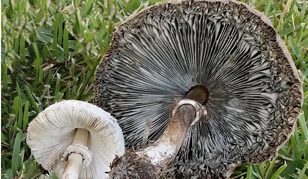 Allerta per i ricercatori: fungo tossico di origine tropicale si diffonde in Calabria