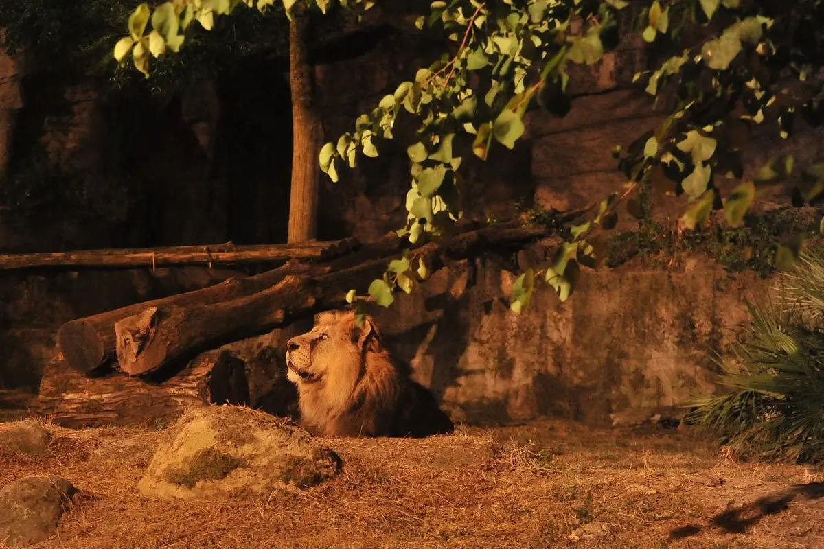 Bioparco al tramonto - le attività del 17 e 18 luglio