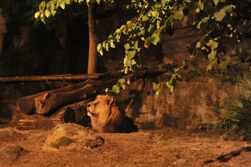 Bioparco al tramonto - le attività del 17 e 18 luglio