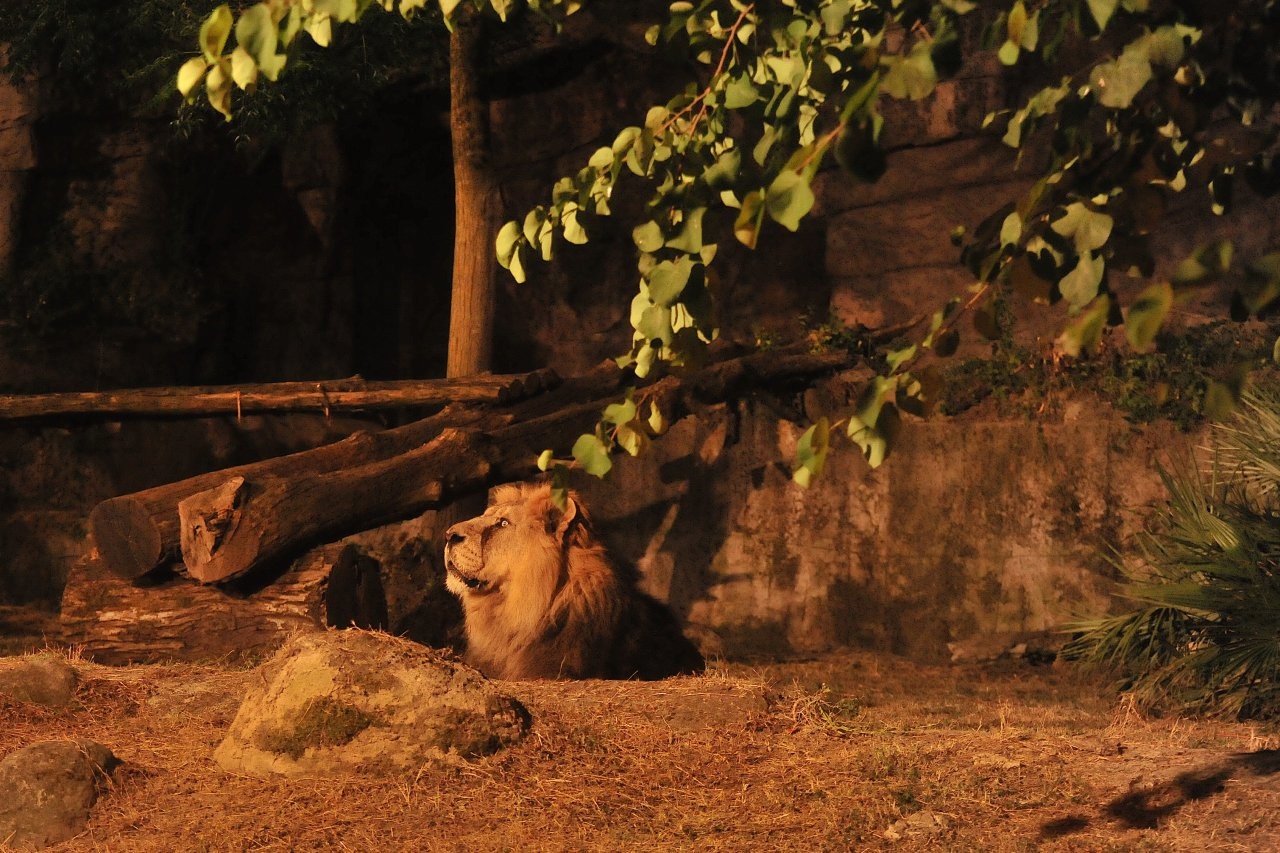 Bioparco al tramonto - le attività del 17 e 18 luglio