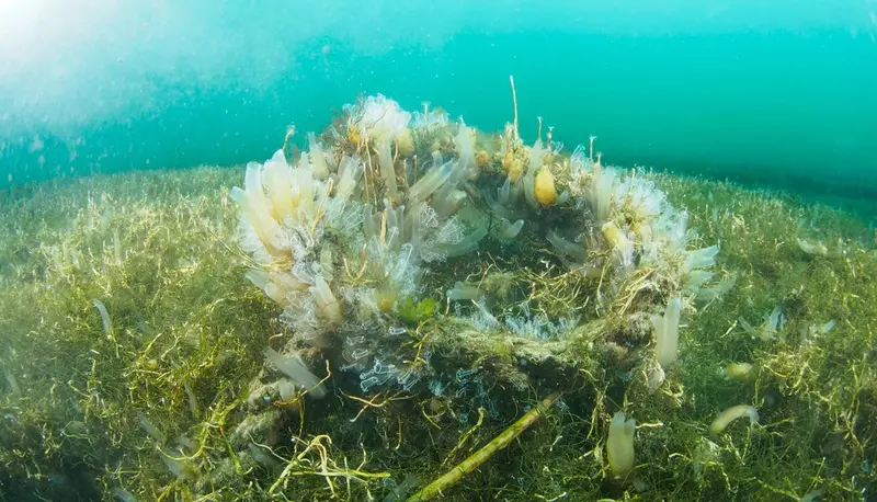 Alla scoperta della biodiversità del Mar Piccolo