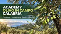 Academy Olivo in Campo Calabria: formazione e innovazione per rilanciare l'olivicoltura