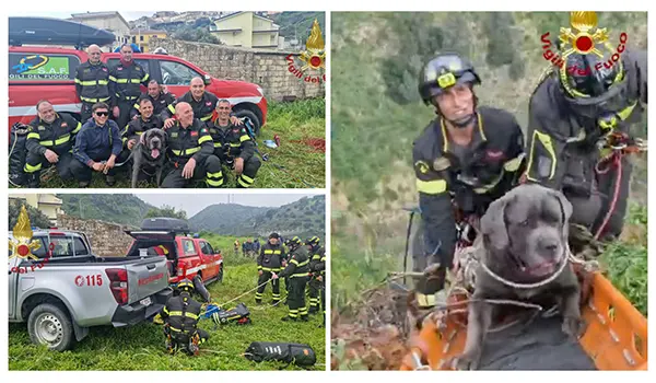 Recupero di un cane Corso a Terranova da Sibari: intervento dei Vigili del Fuoco in zona impervia