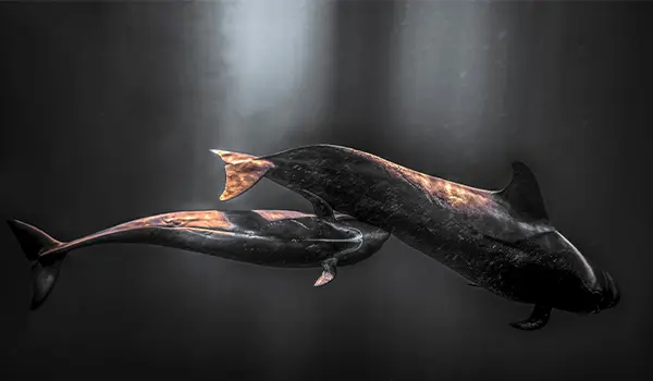 Al via la mostra Vision alla Coffee House di Palazzo Colonna