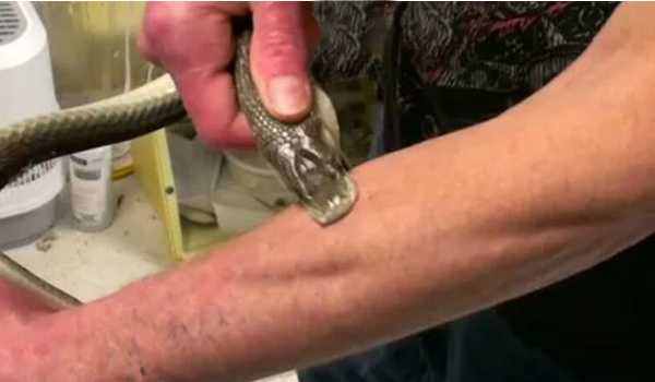 Tim Friede, l’uomo morso da serpenti 200 volte: oggi il suo sangue è un siero antiveleno