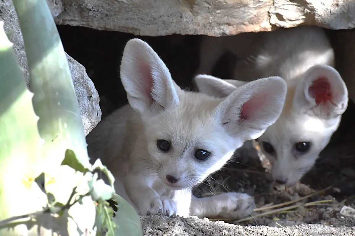 Al Bioparco di Roma sono nati cinque Fennec