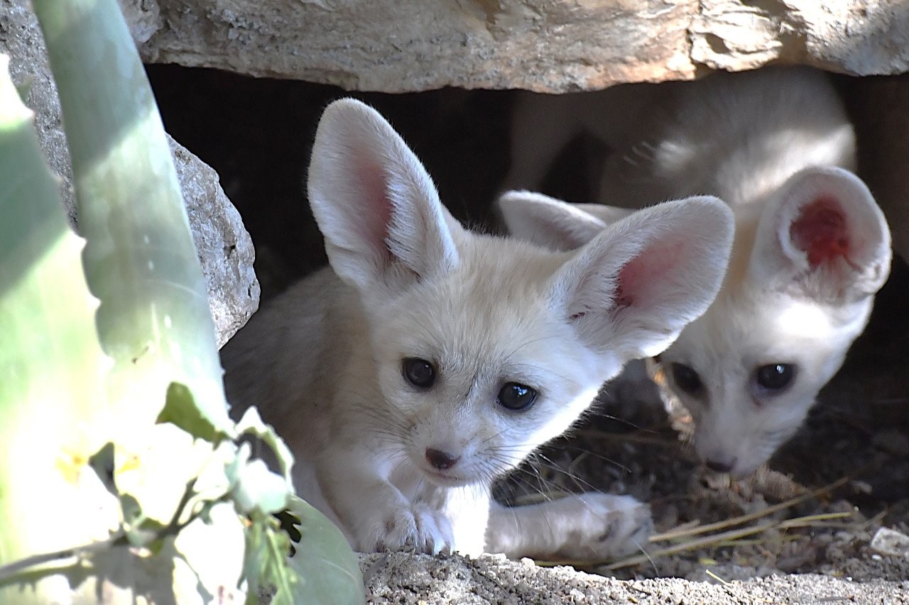Al Bioparco di Roma sono nati cinque Fennec