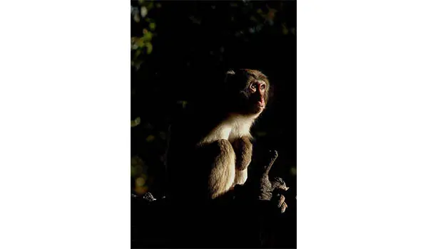 Al Bioparco di Roma i Safari Night, le viste notturne dell’estate