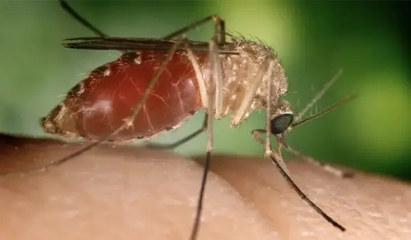 Virus West Nile: 19 vittime e almeno 178 casi confermati nel 2025