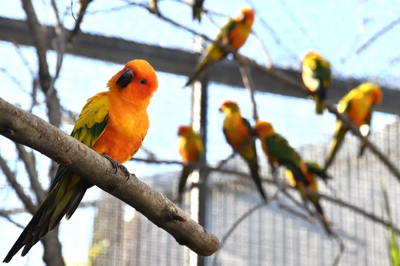 Domenica 22 marzo al Bioparco il Luna Park delle Foreste
