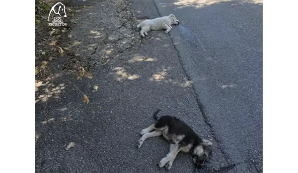 Cotronei, orrore in contrada Carusa: due cuccioli trovati uccisi a colpi di fucile