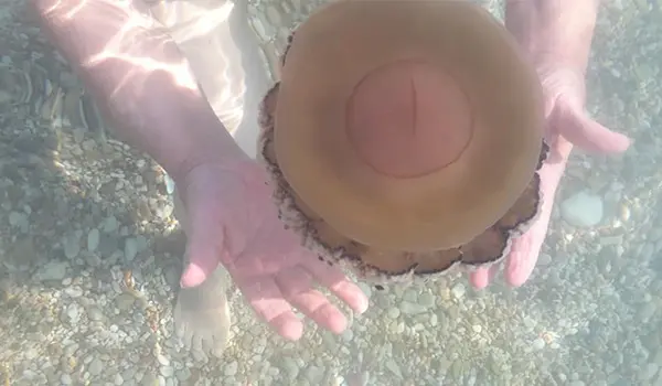 Avvistate meduse Cassiopea mediterranea lungo la costa catanzarese: innocue per l'uomo