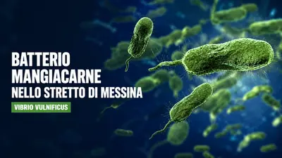 Vibrio vulnificus nello Stretto di Messina cosa sappiamo davvero sul batterio delle acque calde