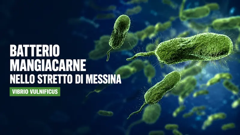 Vibrio vulnificus nello Stretto di Messina cosa sappiamo davvero sul batterio delle acque calde
