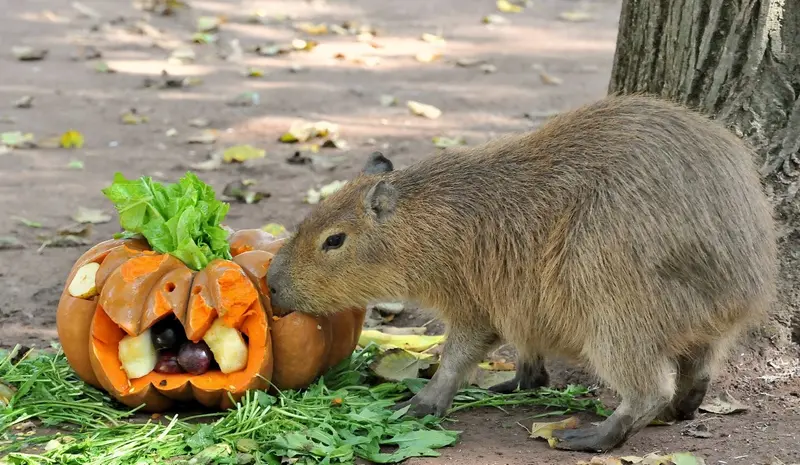 ZUCCHE AGLI ANIMALI SABATO 31 OTTOBRE 2026 AL BIOPARCO
