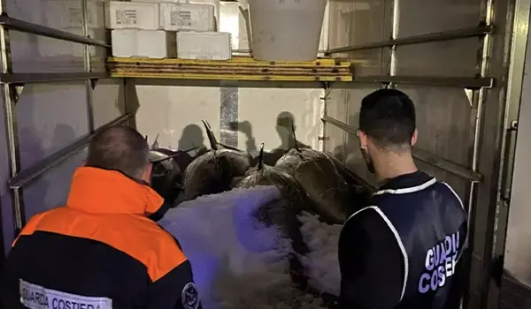 Guardia costiera sequestra 1000 chili di tonno rosso: blitz contro la pesca illegale a Taureana di Palmi