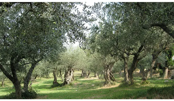 Giornata Dimostrativa ASPROL: innovazione olivicola alla Azienda Agricola Doria