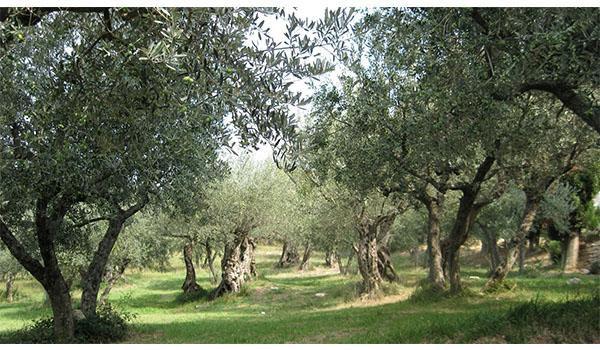 Giornata Dimostrativa ASPROL: innovazione olivicola alla Azienda Agricola Doria