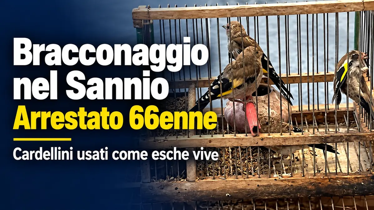 Bracconaggio nel Sannio: arrestato 66enne per l'uso di cardellini come esche vive