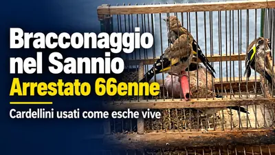 Bracconaggio nel Sannio: arrestato 66enne per l'uso di cardellini come esche vive