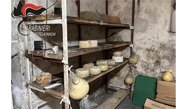 Sequestrati 11 quintali di formaggi nel Cosentino per irregolarità igienico-sanitarie