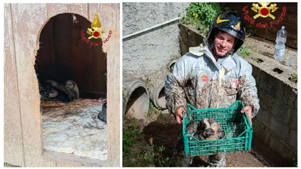 Cuccioli intrappolati in un tubo: intervento dei Vigili del Fuoco a Motta Filocastro
