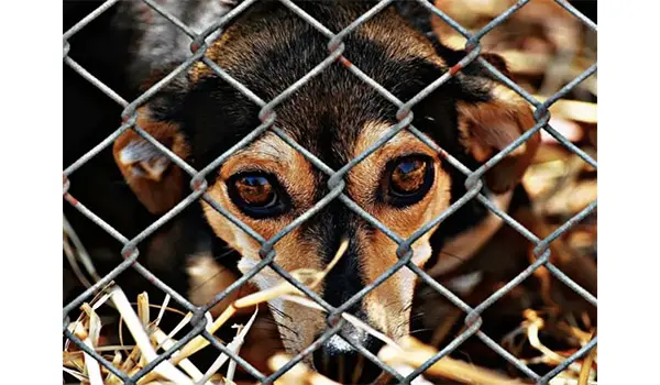 Cane impiccato a un trattore nel Teramano: patteggiamento a sei mesi e polemiche sulla giustizia per gli animali