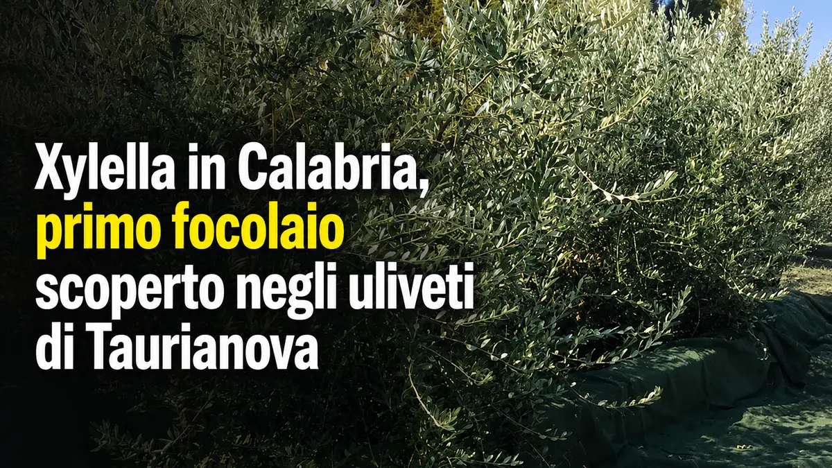 Xylella in Calabria, primo focolaio scoperto negli uliveti di Taurianova
