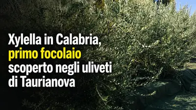 Xylella in Calabria, primo focolaio scoperto negli uliveti di Taurianova