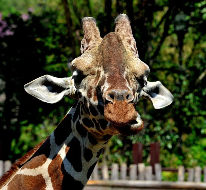  L’EVENTO ‘IL BIOPARCO AL TRAMONTO’ ENTRA NEL VIVO Il 19 e 20 giugno le attività al crepuscolo sono patrocinate da Banca del Fucino con il concerto inaugurale organizzato dalla Banca