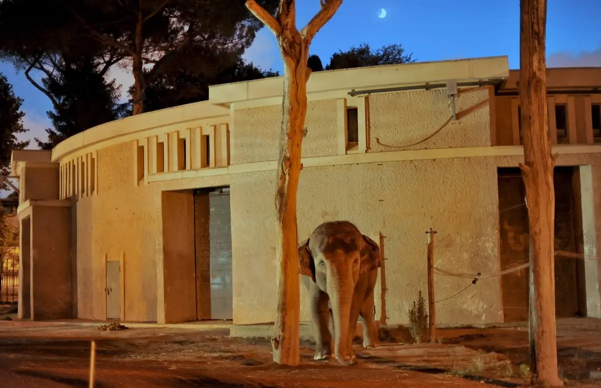 ‘IL BIOPARCO AL TRAMONTO’: prolungamento orario straordinario fino alle 21.30 
