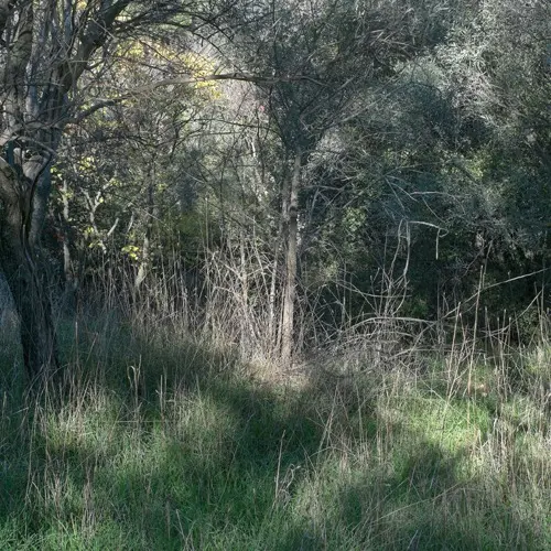 NATURE SPEAKS  Rome Contemporary #7